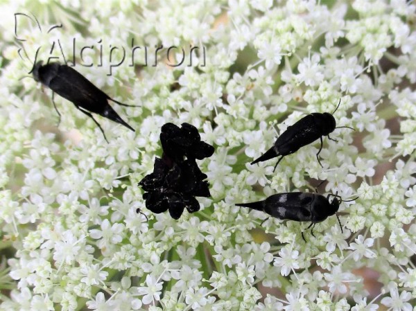 Variimorda briantea