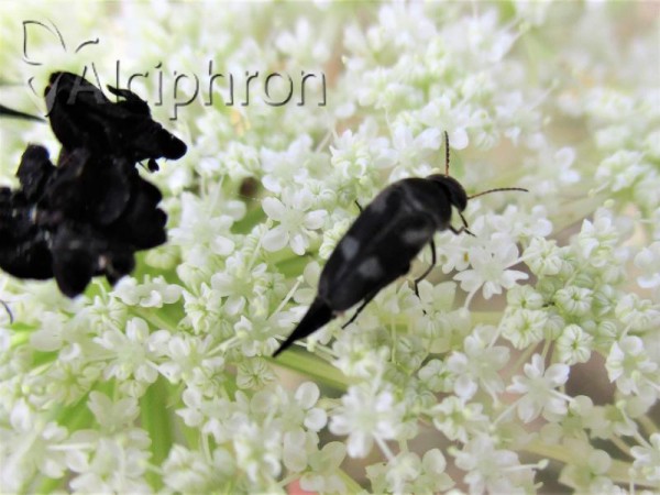 Variimorda briantea