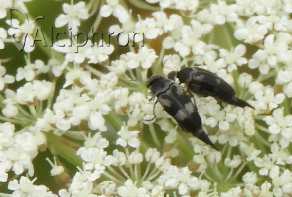 Variimorda briantea