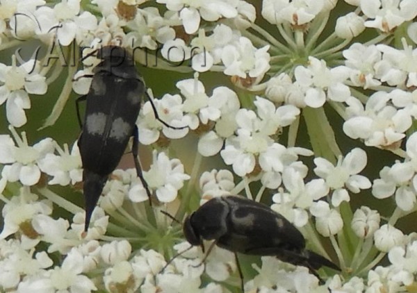 Variimorda briantea