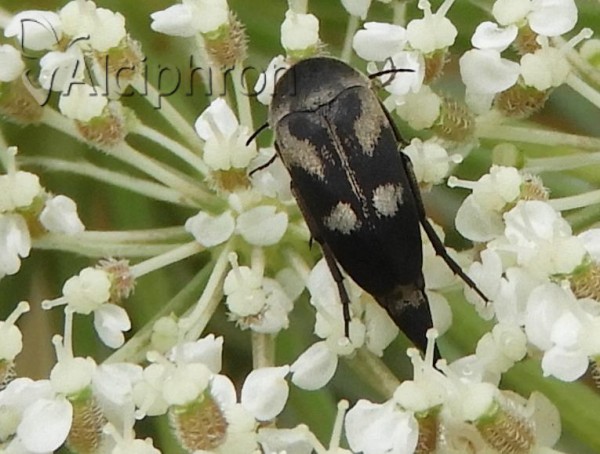Variimorda briantea