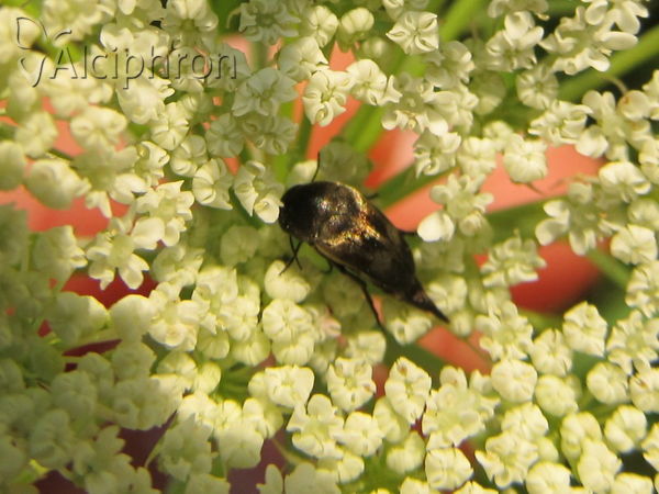 Variimorda villosa
