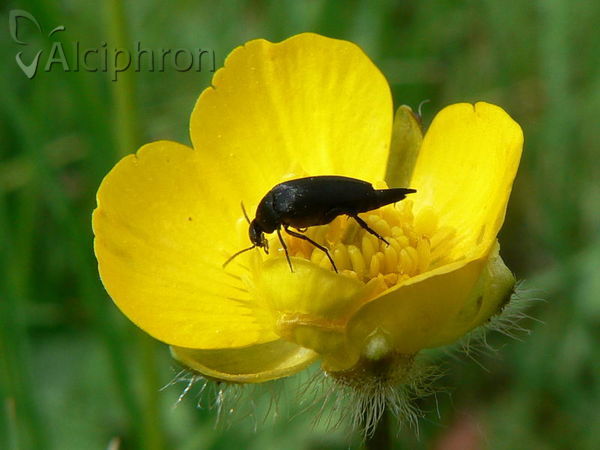 Mordella aculeata
