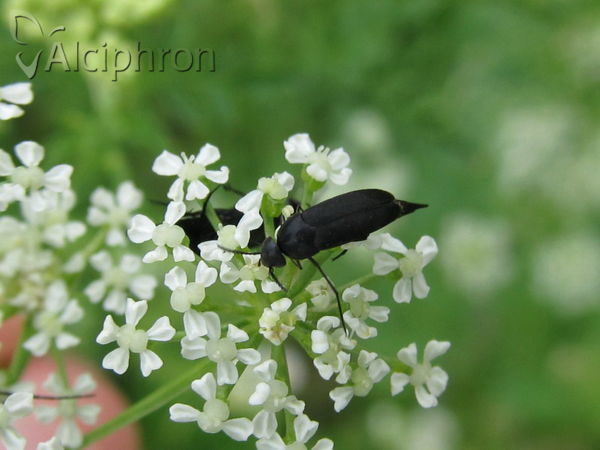 Mordella aculeata