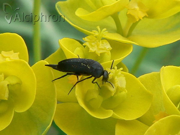 Mordella aculeata