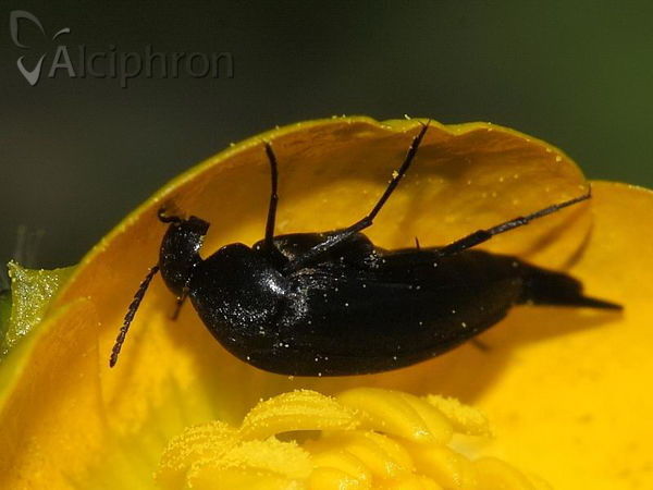 Mordella aculeata