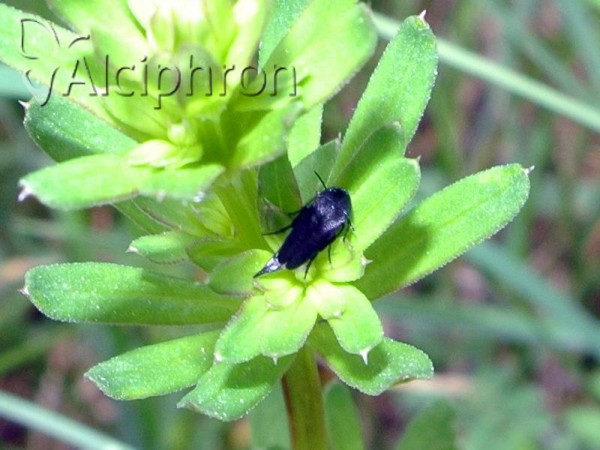 Mordella brachyura