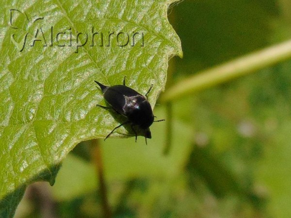 Mordella brachyura