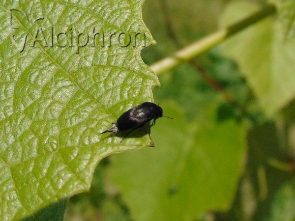 Mordella brachyura