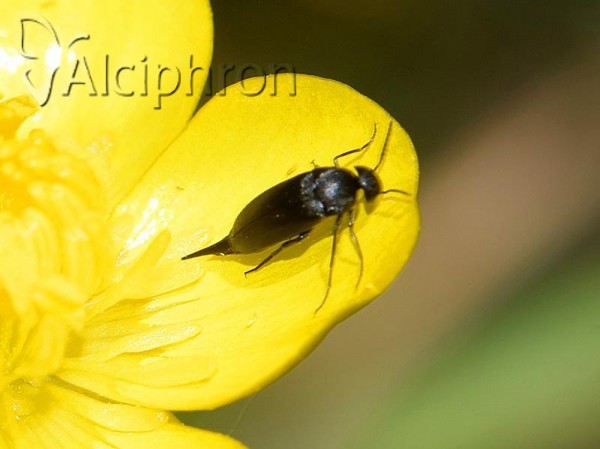 Mordella brachyura