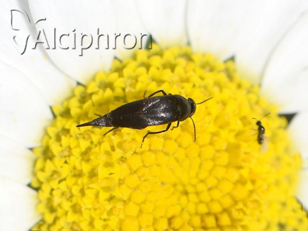 Mordella brachyura