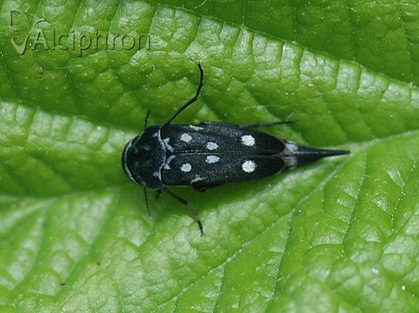 Hoshihananomia perlata