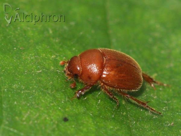 Ochodaeus chrysomeloides