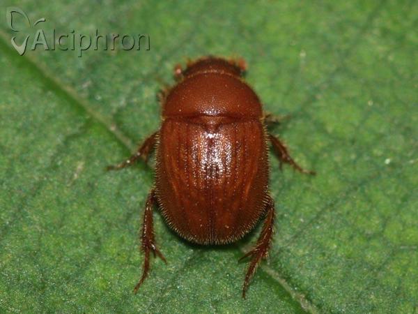 Ochodaeus chrysomeloides