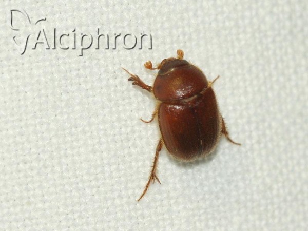 Ochodaeus chrysomeloides