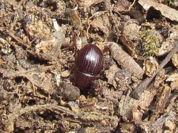 Chaetonyx robustus