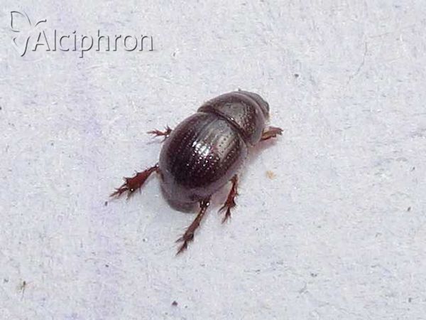 Chaetonyx robustus