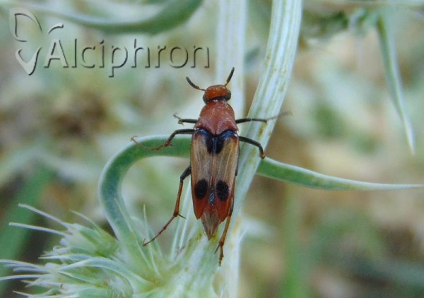 Macrosiagon bimaculata