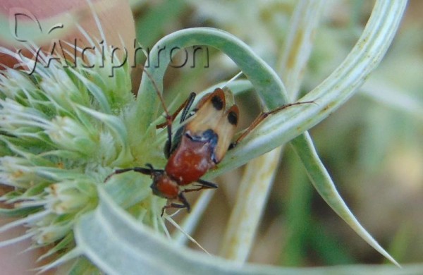 Macrosiagon bimaculata