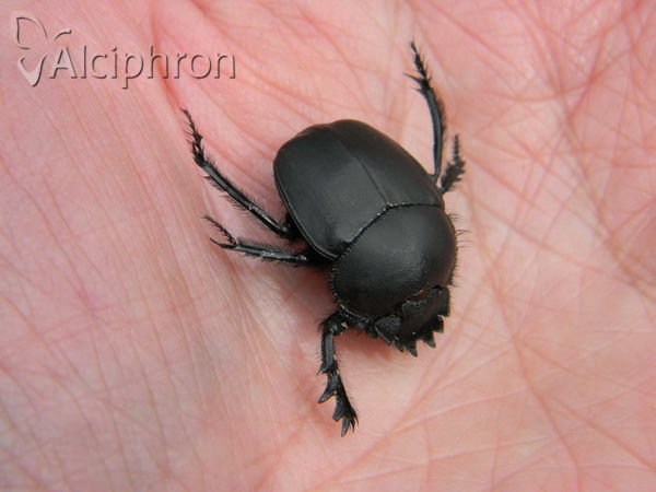 Scarabaeus pius