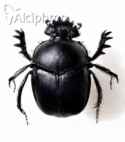Scarabaeus typhon