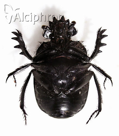 Scarabaeus typhon