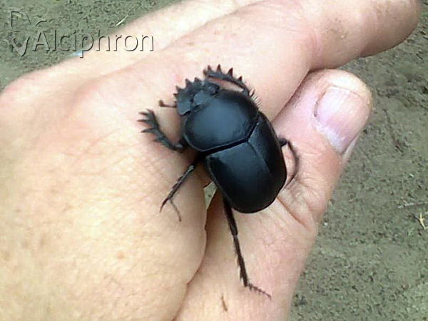 Scarabaeus typhon
