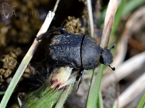 Gymnopleurus mopsus