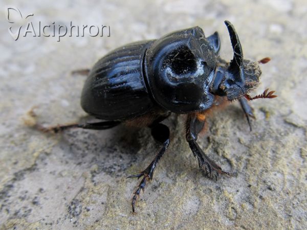 Copris lunaris