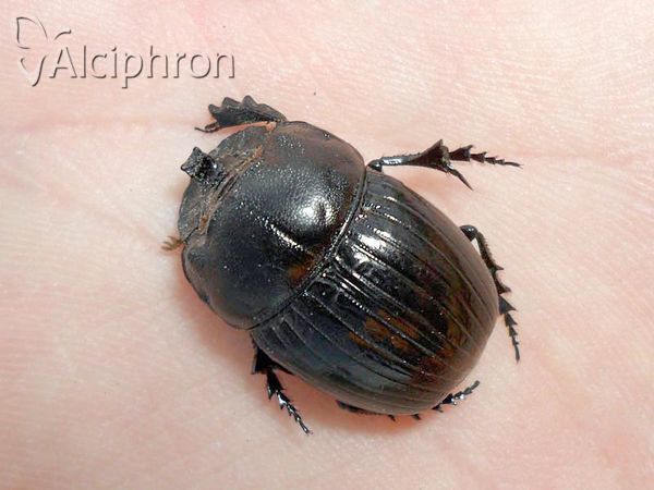 Copris lunaris