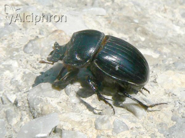 Copris lunaris