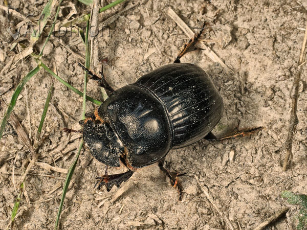 Copris lunaris