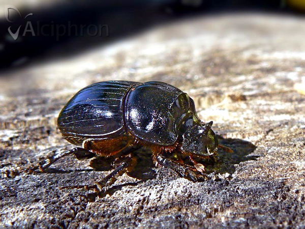 Copris lunaris