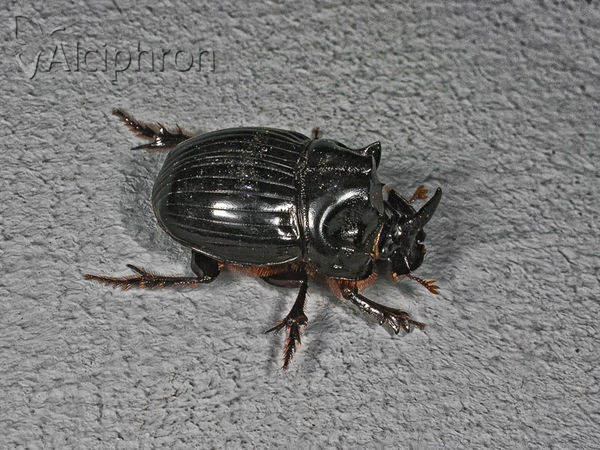 Copris lunaris