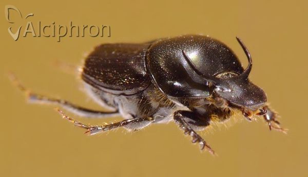 Onthophagus taurus