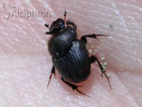 Onthophagus furcatus