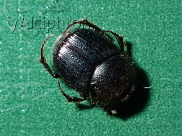 Onthophagus grossepunctatus