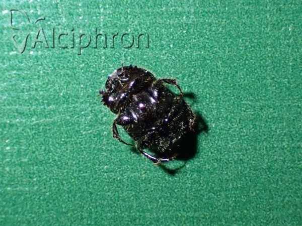 Onthophagus grossepunctatus
