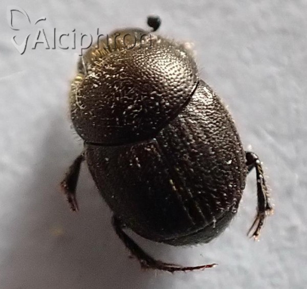 Onthophagus grossepunctatus