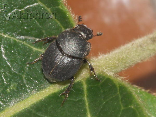 Onthophagus ovatus