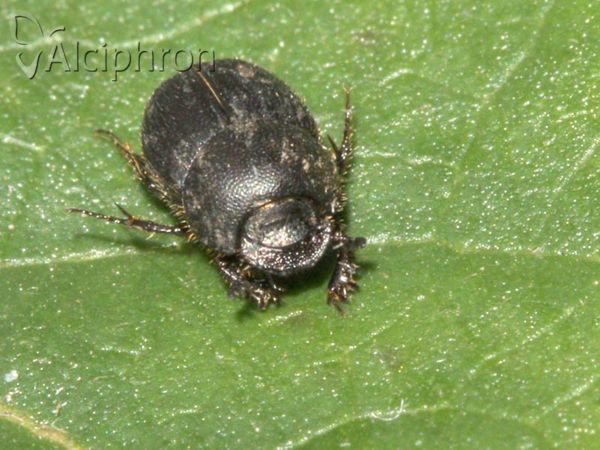 Onthophagus ovatus