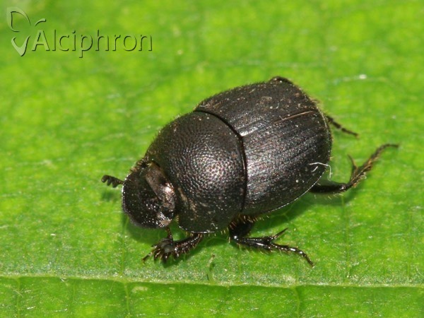 Onthophagus ovatus