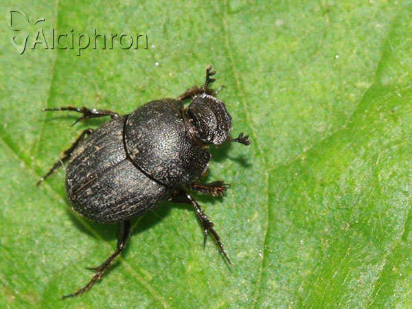 Onthophagus ovatus