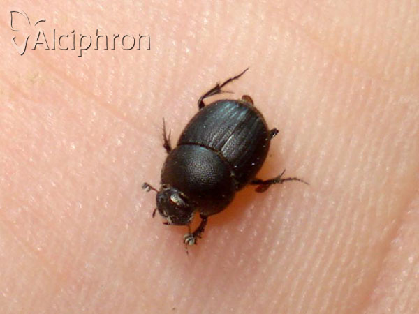 Onthophagus ovatus