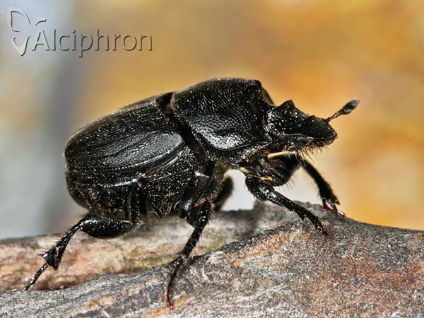 Onthophagus verticicornis