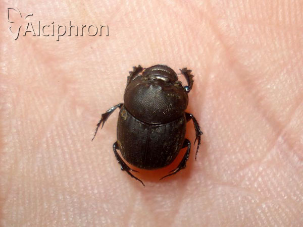 Onthophagus verticicornis