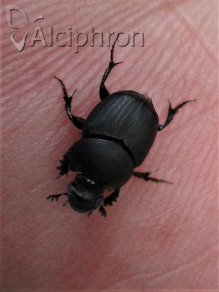 Onthophagus verticicornis