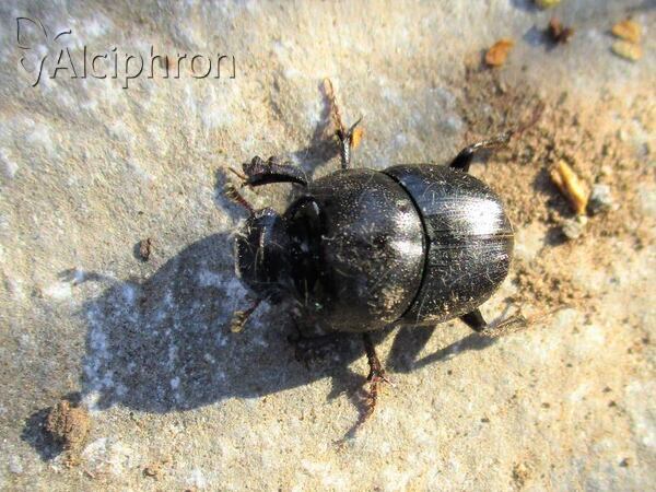 Onthophagus kindermanni