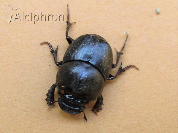 Onthophagus kindermanni