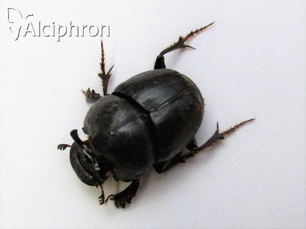 Onthophagus kindermanni